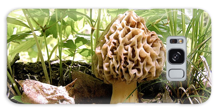 Morel Galaxy Case featuring the photograph In Hiding - Morel Mushroom by Angie Rea