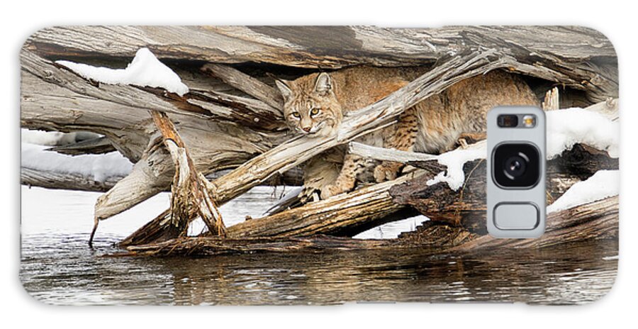 Bobcat Galaxy Case featuring the photograph In Sight by Aaron Whittemore
