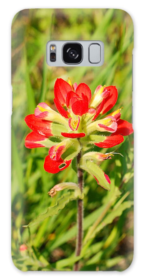 Rural Texas Galaxy Case featuring the photograph Indian Paintbrush Close Up by Connie Fox
