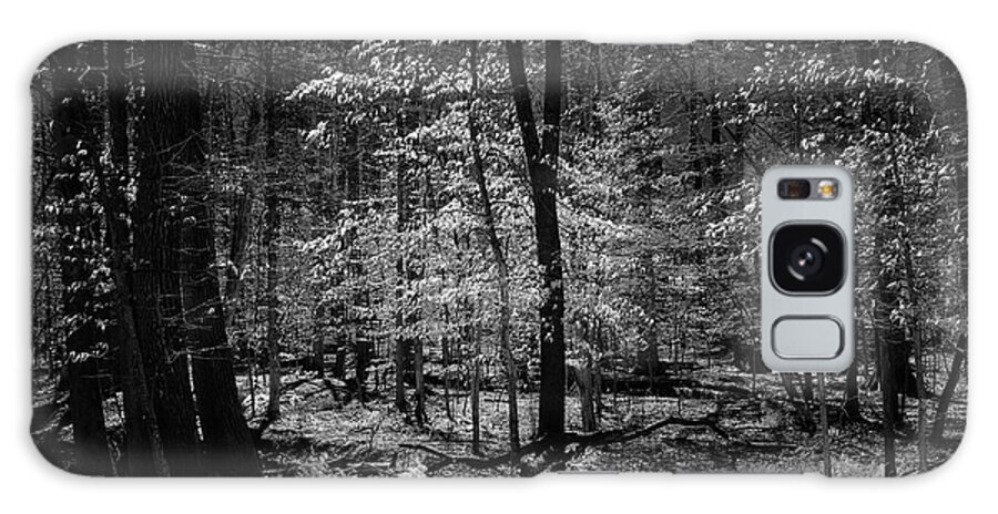 Bnw Galaxy Case featuring the photograph Into the woods by Izet Kapetanovic