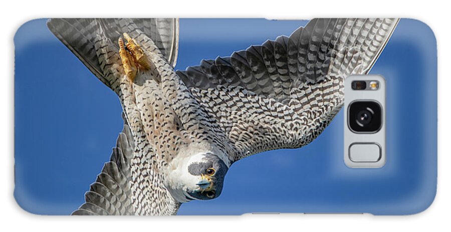 Peregrine Falcon Galaxy Case featuring the photograph Inverted Dive by Kent Keller