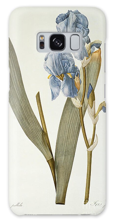 Irises Galaxy Case featuring the painting Iris Pallida by Pierre Joseph Redoute
