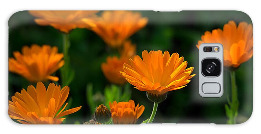 Flowers Galaxy Case featuring the photograph January Flowers by Derek Dean