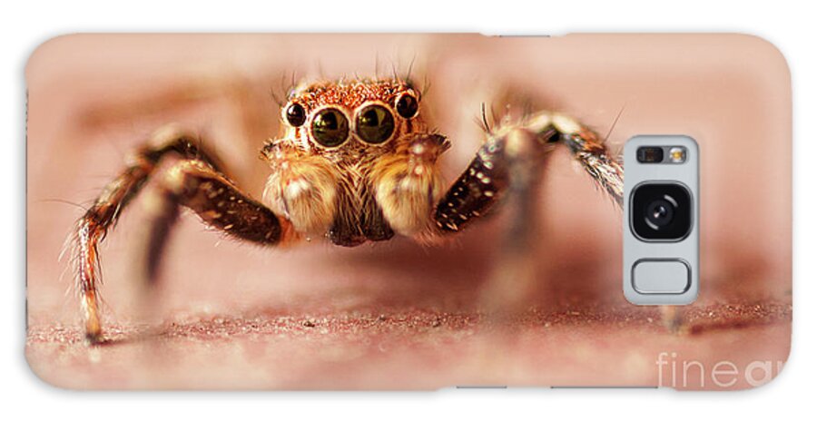 Portia Labiata Galaxy S8 Case featuring the photograph Jumping Spider by Venura Herath