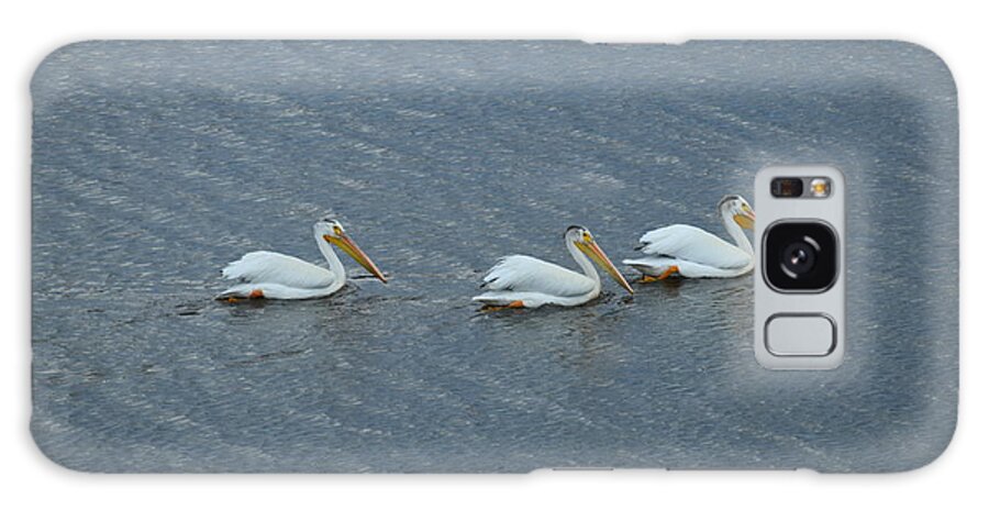 Animal Galaxy Case featuring the photograph Triple Pelicans Lake John SWA CO by Margarethe Binkley