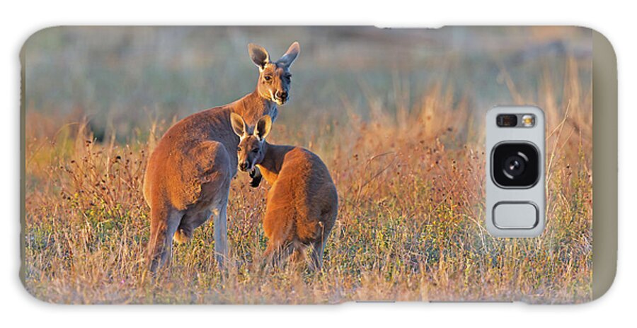 Australia Galaxy S8 Case featuring the photograph Kangaroos by Jean-Luc Baron