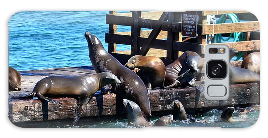 Seals Galaxy Case featuring the photograph Keep Off the Dock - Sea lions Can't Read by Anthony Murphy