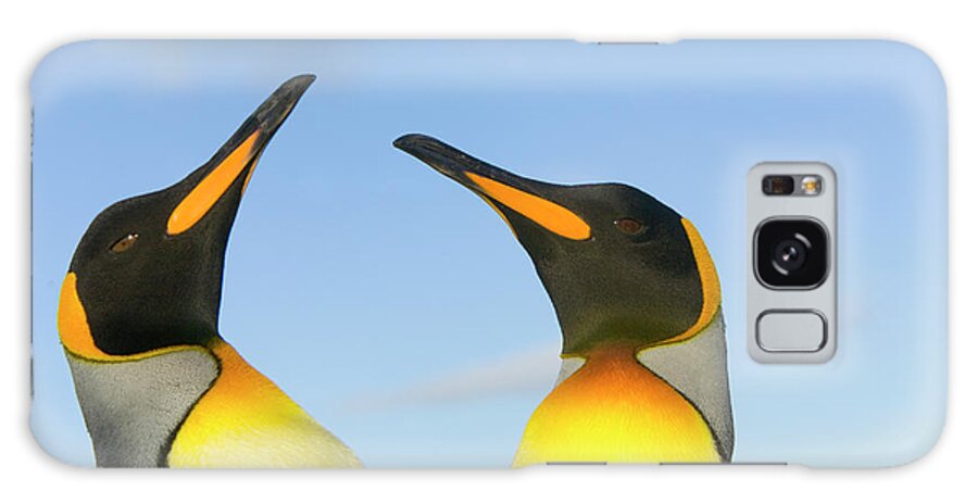 00345350 Galaxy Case featuring the photograph King Penguins Interacting by Yva Momatiuk John Eastcott