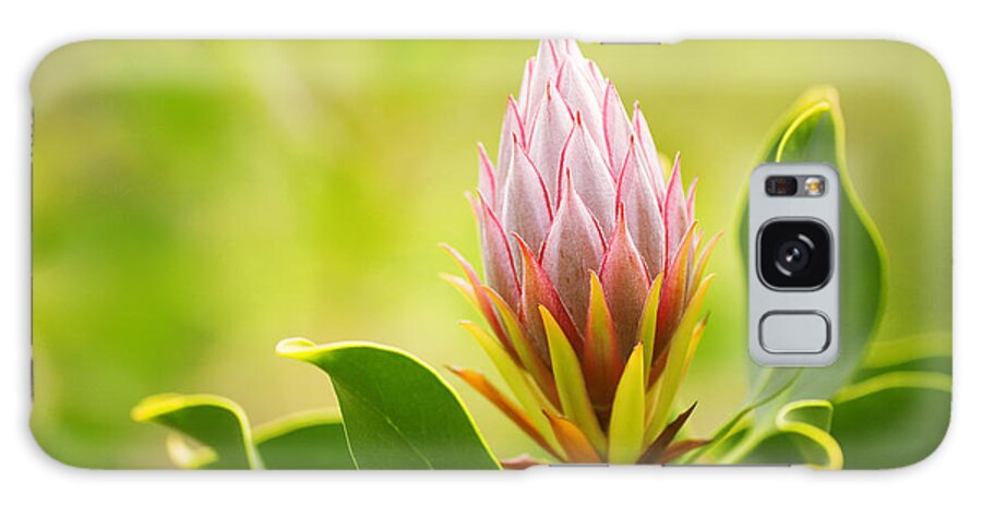 Beautiful Galaxy Case featuring the photograph King Protea Bud by Ron Dahlquist - Printscapes