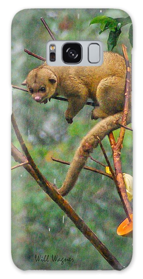 Honey Bear Galaxy Case featuring the photograph Kinkajou by Will Wagner