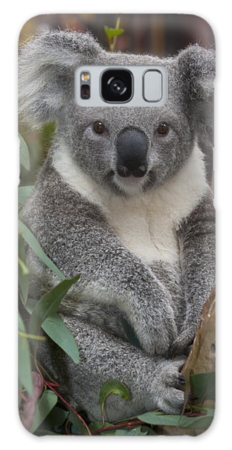 00446165 Galaxy Case featuring the photograph Koala by Zssd