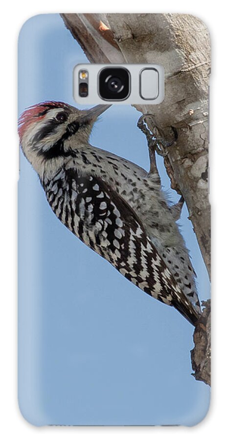 Ladder-backed Woodpecker Galaxy Case featuring the photograph Ladder-backed Woodpecker by Jurgen Lorenzen