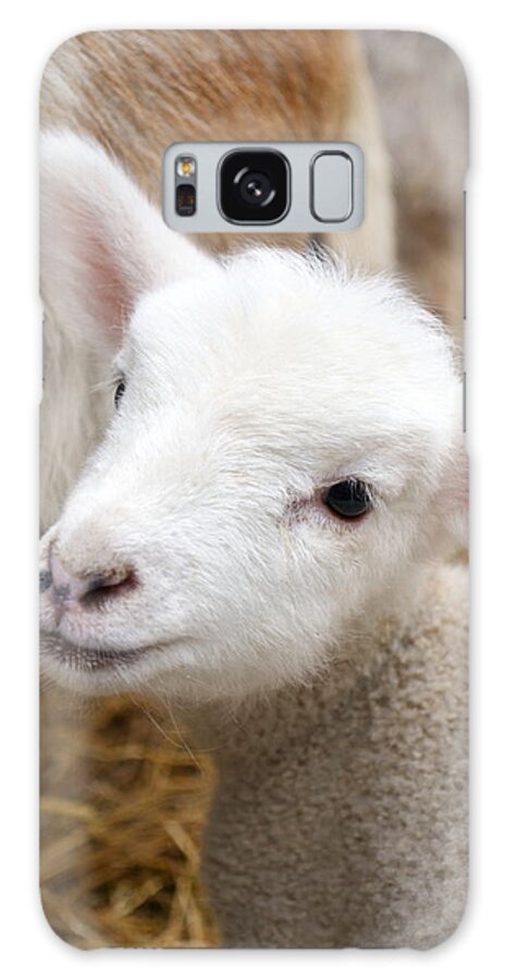 Grass Galaxy S8 Case featuring the photograph Lamb by Michelle Calkins