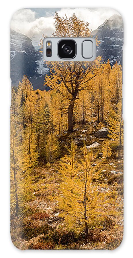 Larches Galaxy Case featuring the photograph Larch Family by Emily Dickey