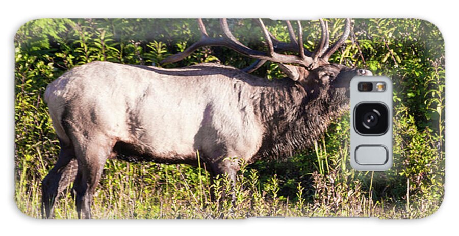 Bull Galaxy Case featuring the photograph Large Bull Elk Bugling by D K Wall