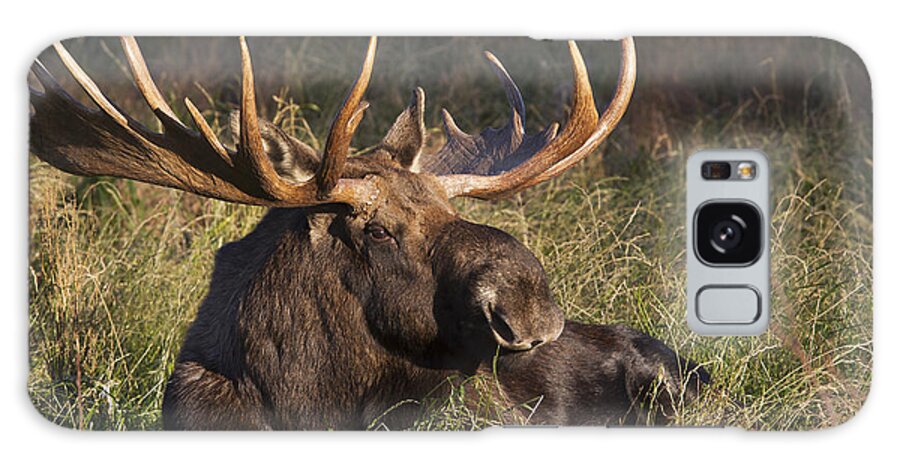 Alaska Galaxy Case featuring the photograph Large Bull Moose Resting In Grass by Phil Pringle