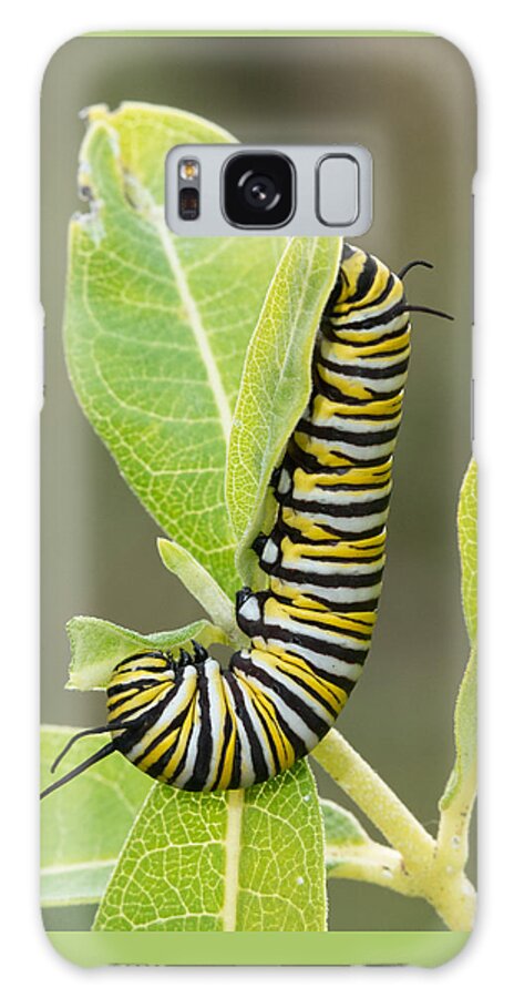 Monarch Butterfly Galaxy Case featuring the photograph Late Season Monarch by Jim Zablotny