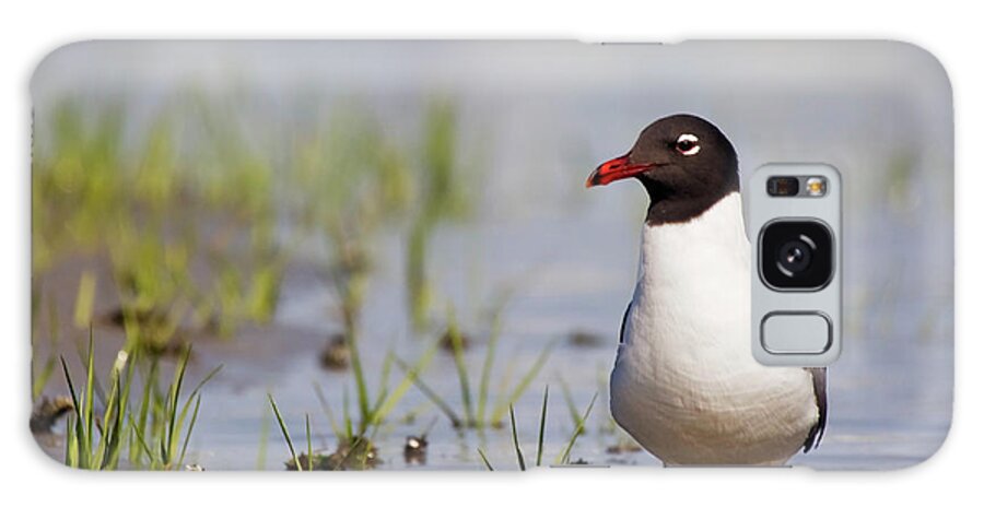 Gull Galaxy Case featuring the photograph Laughing Gull on Taylors Creek by Bob Decker