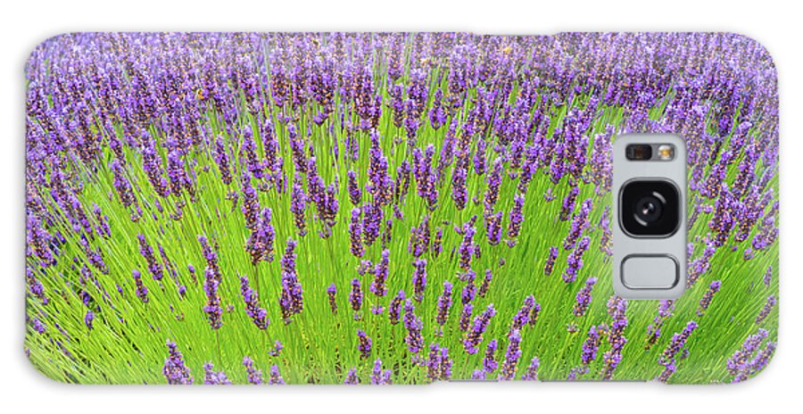 Plant Galaxy Case featuring the photograph Lavender Gathering by Ken Stanback