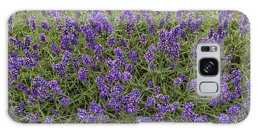 Flower Galaxy Case featuring the photograph Lavender by Patricia Hofmeester