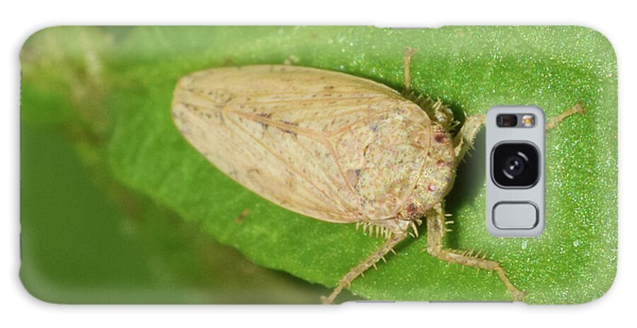 Photograph Galaxy Case featuring the photograph Leafhopper by Larah McElroy
