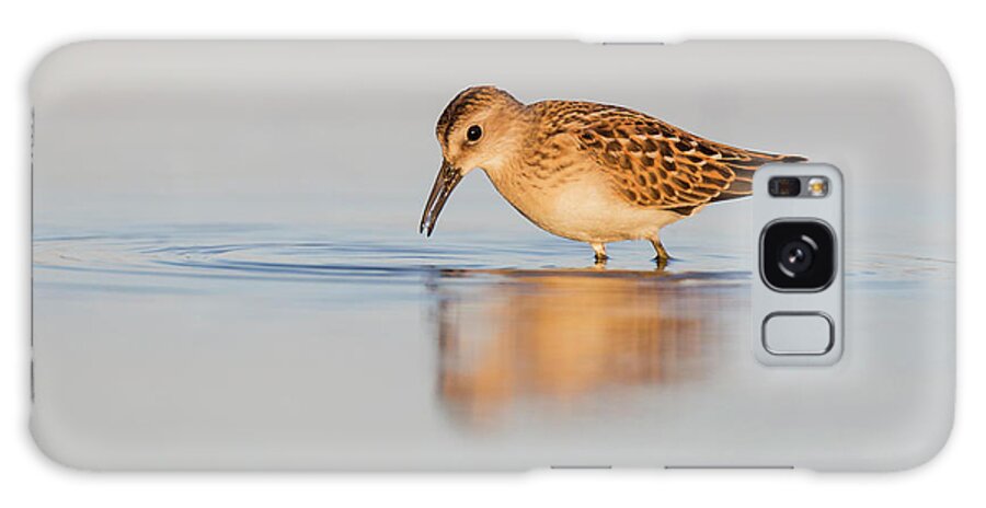  Bird Galaxy Case featuring the photograph Least sandpiper by Mircea Costina Photography