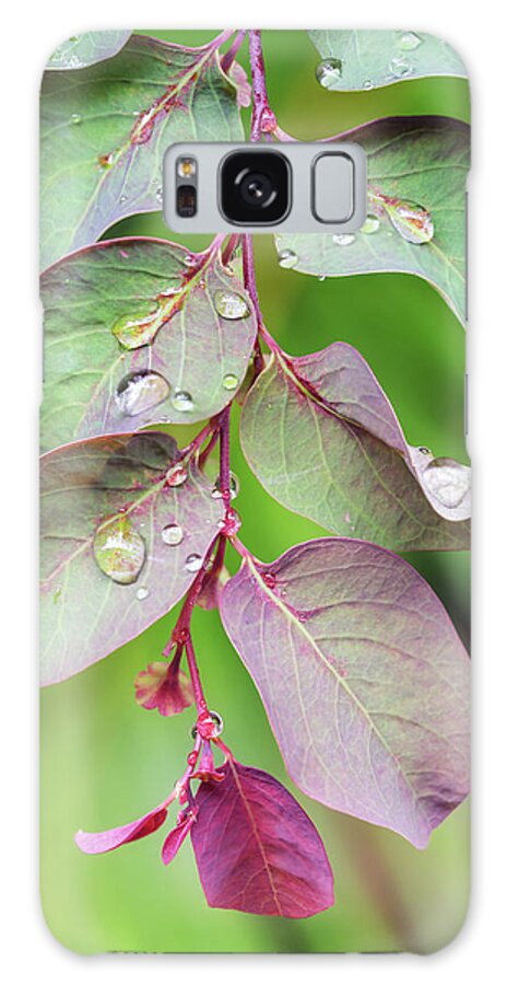 Leaves Galaxy Case featuring the photograph Leaves and Raindrops by Christopher Johnson