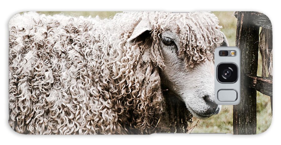 Sheep Galaxy S8 Case featuring the photograph Leicester Longwool by Lara Morrison