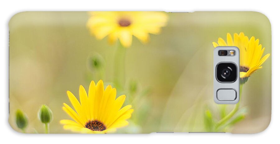 Flowers Galaxy Case featuring the photograph Lemon Symphony Dreams 2 by Dorothy Lee