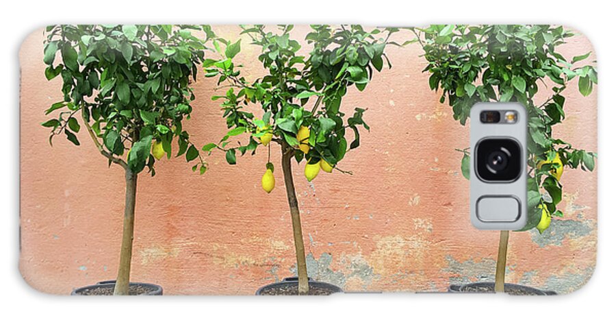 Tree Galaxy Case featuring the photograph Lemon trees with ripe fruits by GoodMood Art