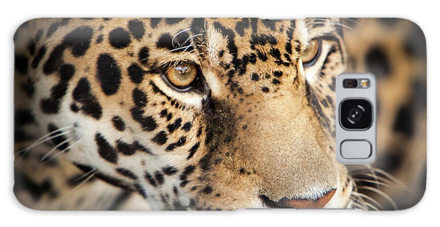 Africa Galaxy S8 Case featuring the photograph Leopard Face by John Wadleigh
