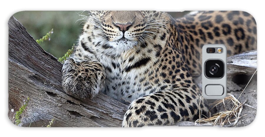 Mp Galaxy Case featuring the photograph Leopard Panthera Pardus Resting by Sergey Gorshkov