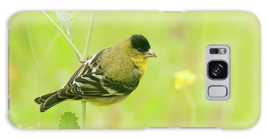 Spring Migration Galaxy Case featuring the photograph Lesser Goldfinch by Ram Vasudev