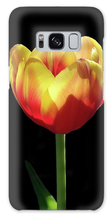 Tulip Galaxy Case featuring the photograph Let Me Shine by Johanna Hurmerinta