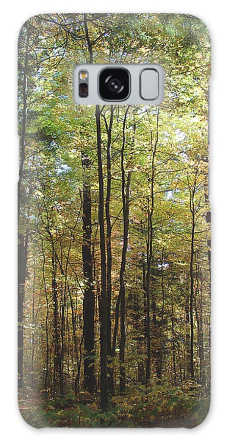 Forest Galaxy Case featuring the photograph Light Among the Trees Vertical by Felipe Adan Lerma