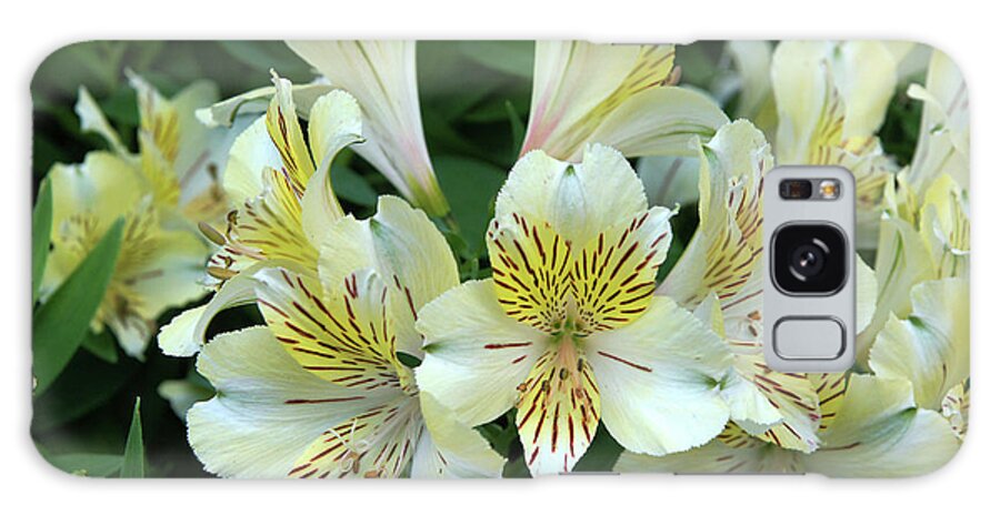 Lily Garden Flower Floral Yellow Red White Color Lilies Delaware Longwood Pennsylvania Macro Close Up Closeup Galaxy Case featuring the photograph Lily #61 by Raymond Magnani
