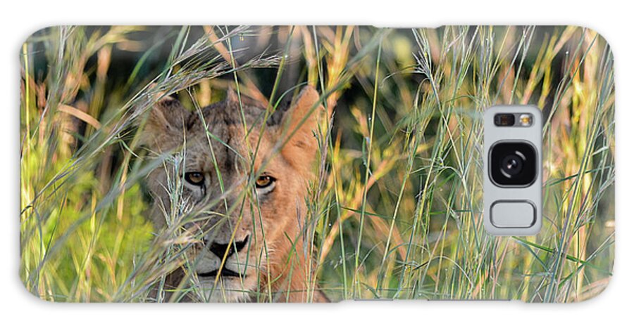 Lion Galaxy Case featuring the photograph Lion warily watching by Gaelyn Olmsted