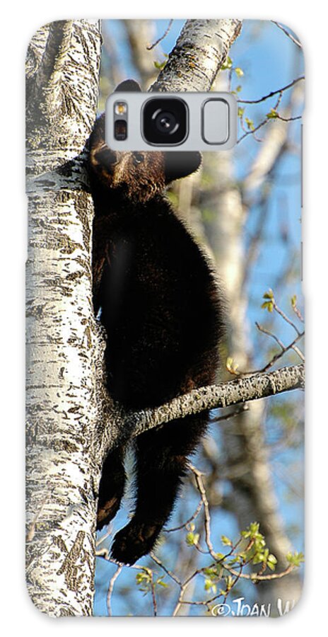 Black Bear Galaxy Case featuring the photograph Little Black Bear by Joan Wallner