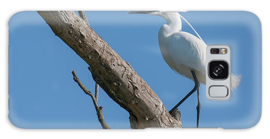 Animal Galaxy Case featuring the photograph Little egret #1 by Jivko Nakev