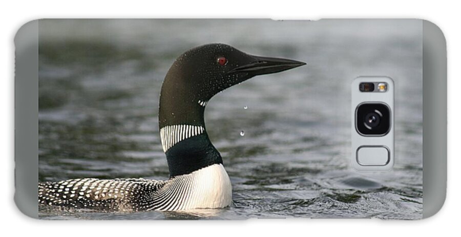 Common Loon Galaxy Case featuring the photograph Loon Look Out by Sandra Huston