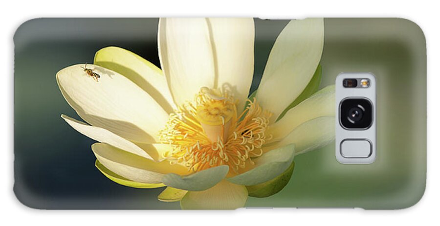 Lotus Yellow Buddhist Flower Water Bee Animal Galaxy Case featuring the photograph Lotus beauty by Carolyn D'Alessandro