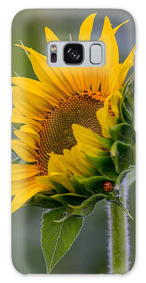 Lucky Lady Galaxy Case featuring the photograph Lucky Lady by Dale Kincaid