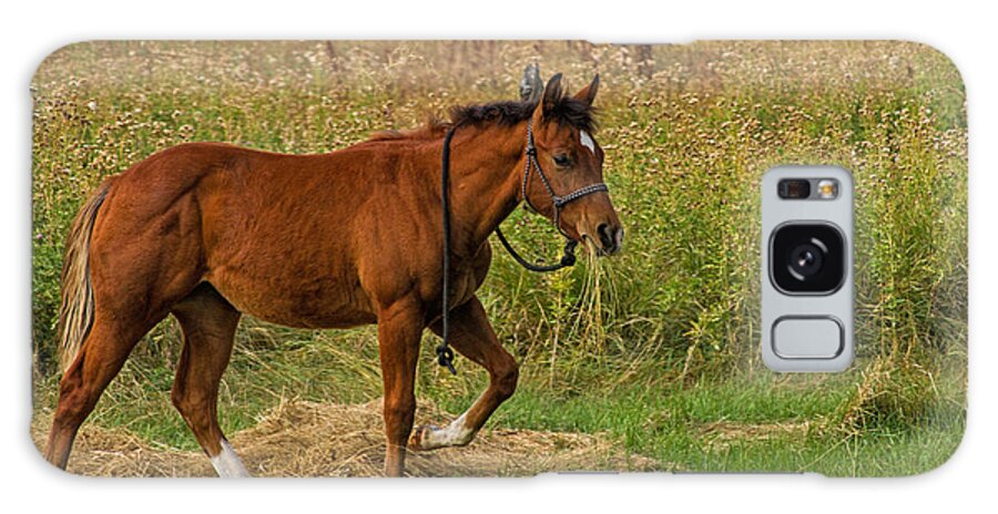 Horse Galaxy Case featuring the photograph Lunch Break by Alana Thrower