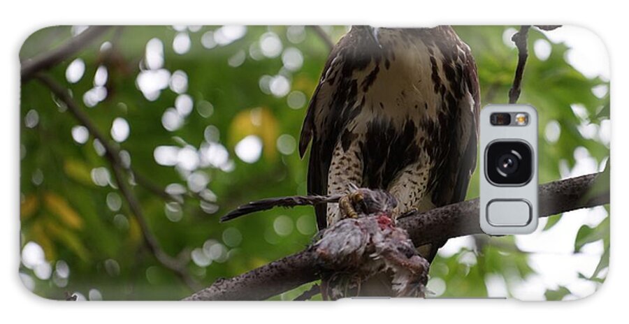Red Tailed Hawk Galaxy Case featuring the photograph Lunch with a View by Brooke Bowdren