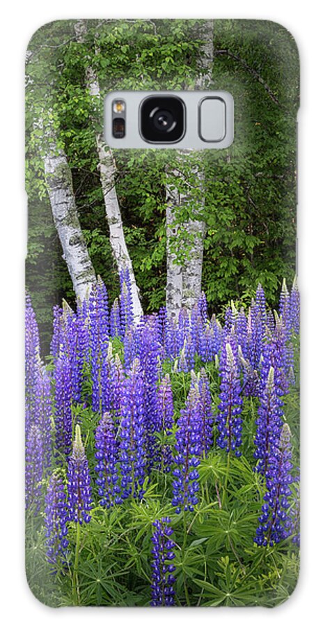 Sugar Hill Galaxy S8 Case featuring the photograph Lupine and Birch Tree by Bill Wakeley