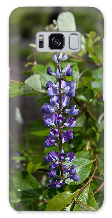 Leaf Galaxy Case featuring the photograph Lupine by Jedediah Hohf
