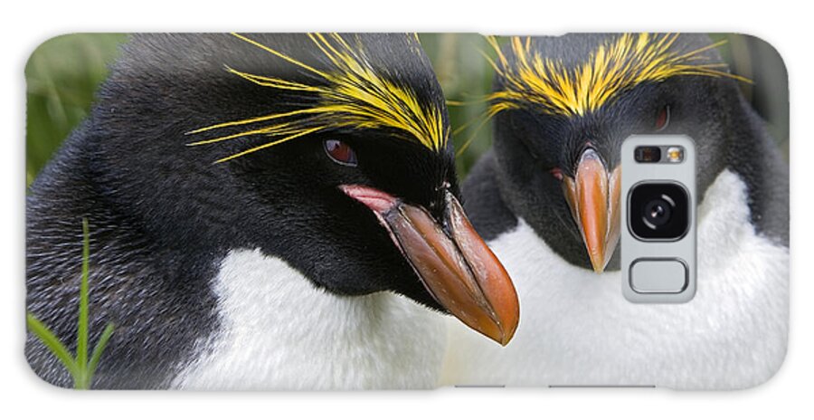 Mp Galaxy Case featuring the photograph Macaroni Penguin Eudyptes Chrysolophus by Suzi Eszterhas