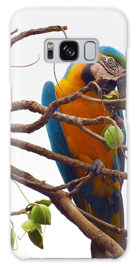 Macaw Galaxy S8 Case featuring the photograph Macaw by Metaphor Photo
