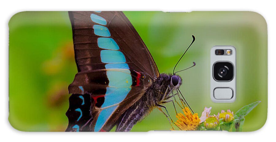 Blue Triangle Galaxy Case featuring the photograph Macro Blue Triangle Butterfly on Okuma by Jeff at JSJ Photography