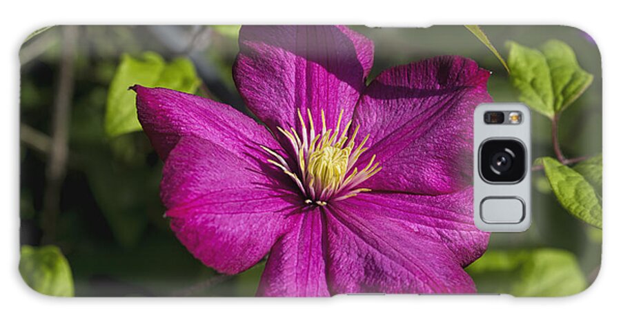 Clematis Galaxy S8 Case featuring the photograph Magenta Pink Clematis Blossom by Kathy Clark